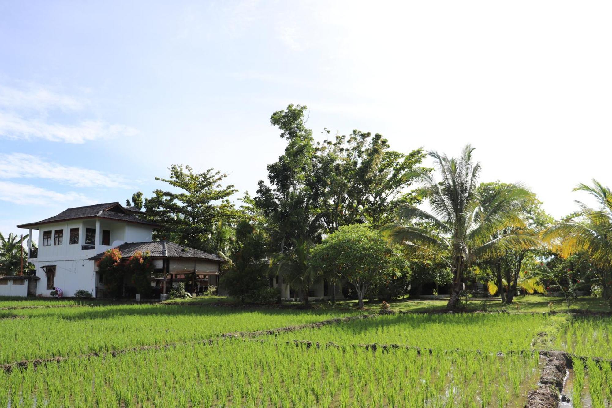 Gino'S Place - Guest House & Jungle Trekking Букит-Лаванг Экстерьер фото